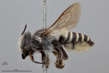 Media type: image;   Entomology 791045 Aspect: habitus lateral view